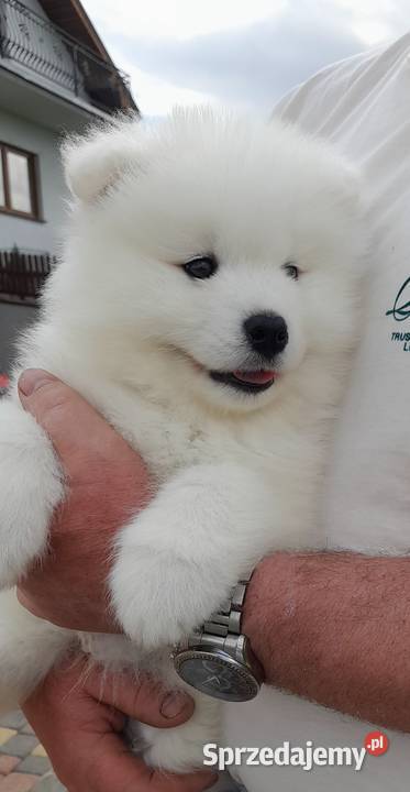Samoyed samojed suczka Stara Huta