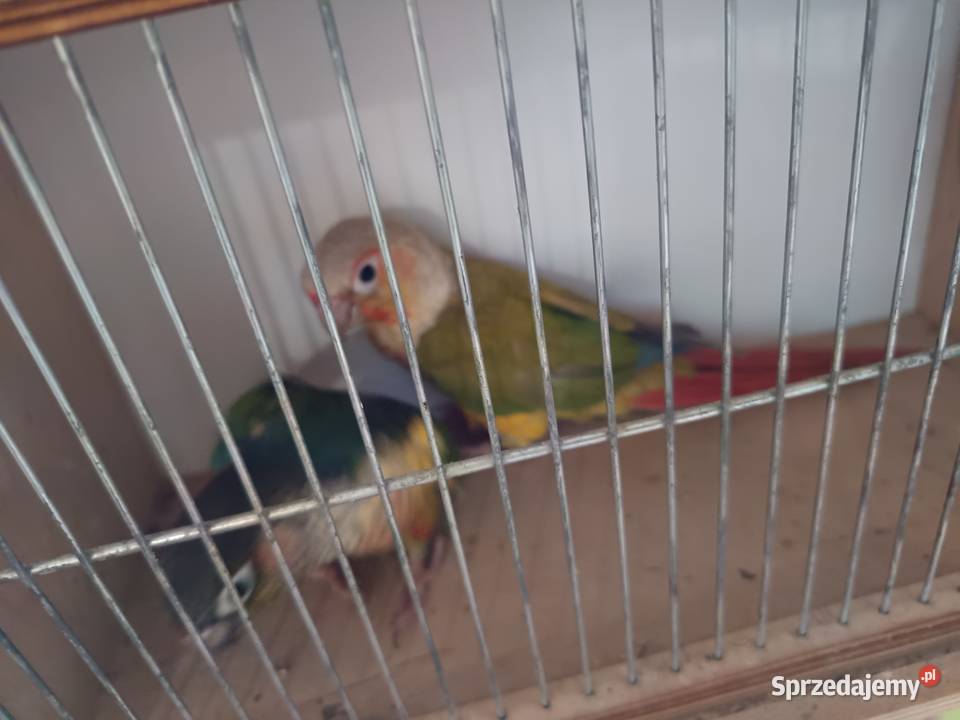 Rudosterki para Pruszcz Gdański