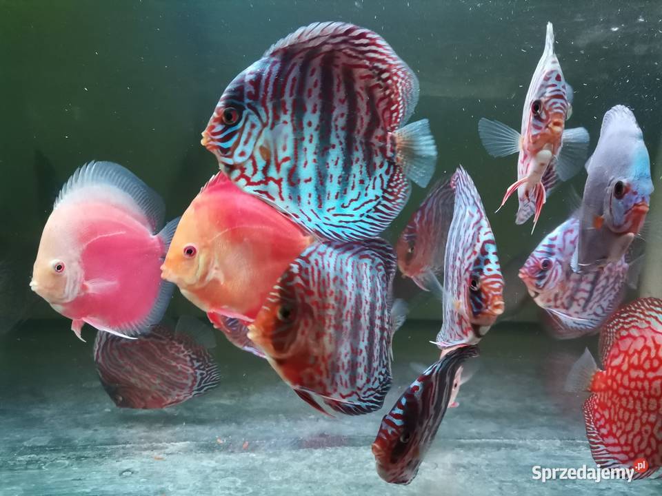 Paletki hodowla dyskowce Gronity