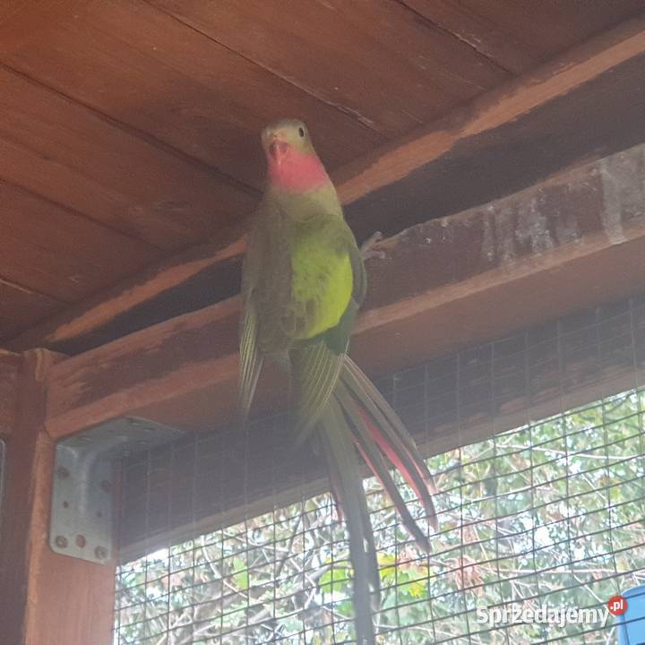 Księżniczka walli dolnośląskie Wrocław