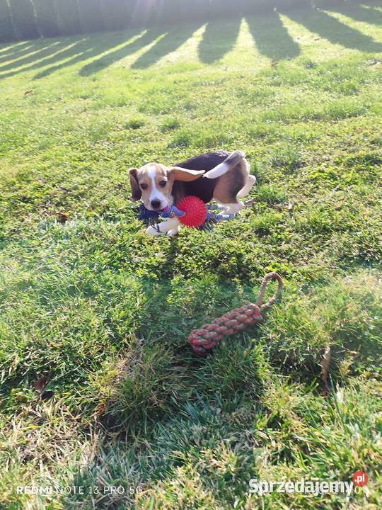Śliczne Beagle gotowe do odbioru 3 szczepienia Poddębice