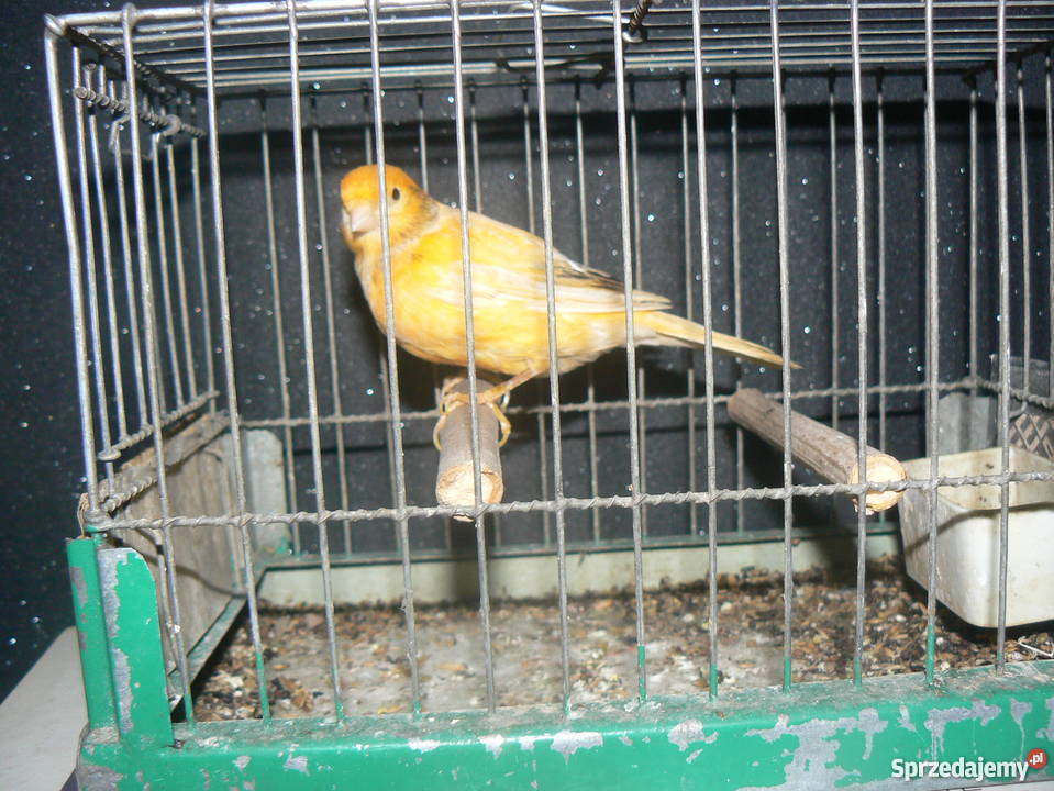 sprzedam kanarki