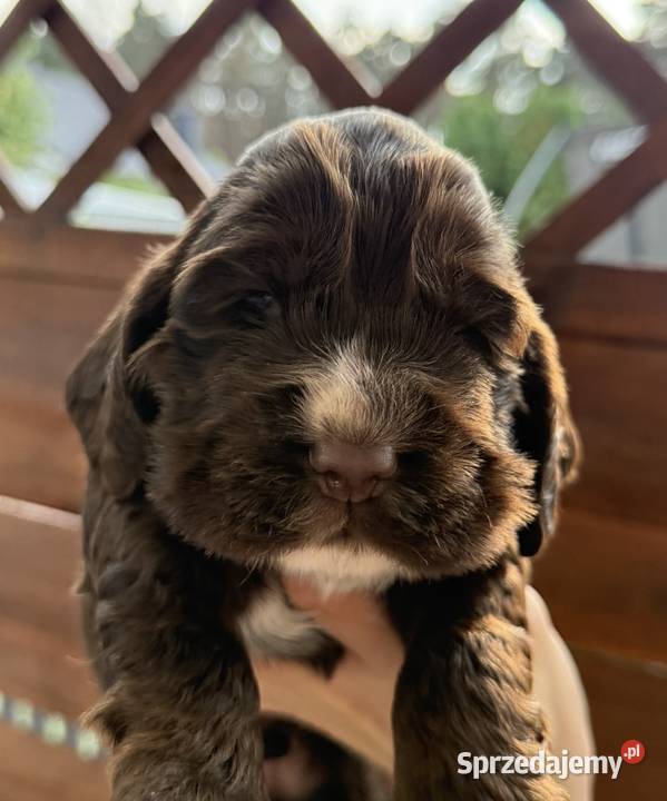 Cocker spaniel angielski Ostrowiec Świętokrzyski
