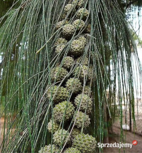 RZEWNIA SKRZYPOLITNA Casuarina equisetifolia Lubanie