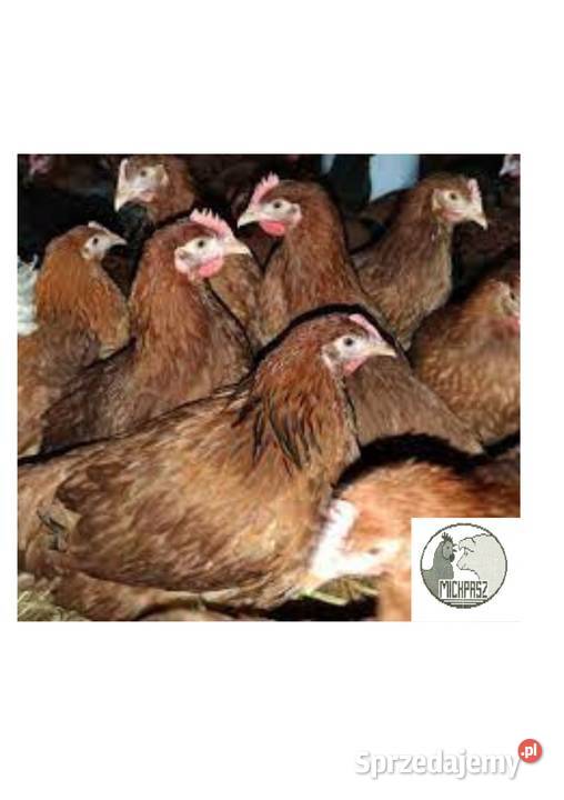 Pasza kurcząt 25 Karma i Pasza Krzyżowniki sprzedam
