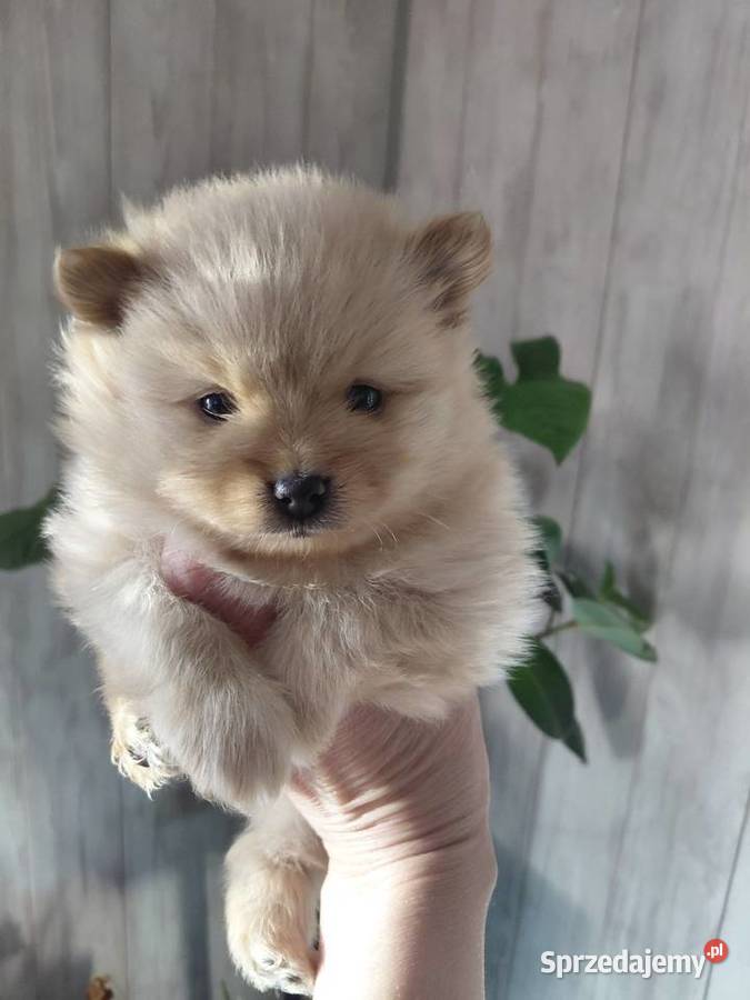 Ślicze szczenieta Szpic Miniaturowy łódzkie Kutno