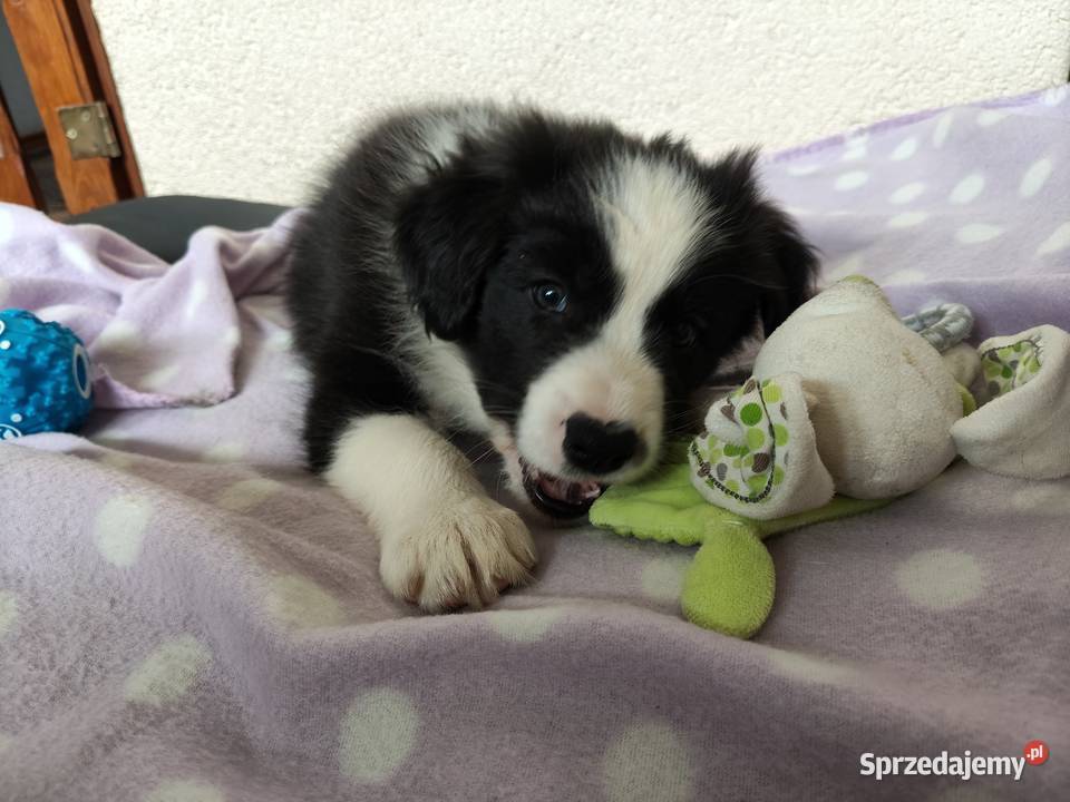 Szczeniak Border Collie ZKwP FCI Pozostałe Kolonowskie sprzedam