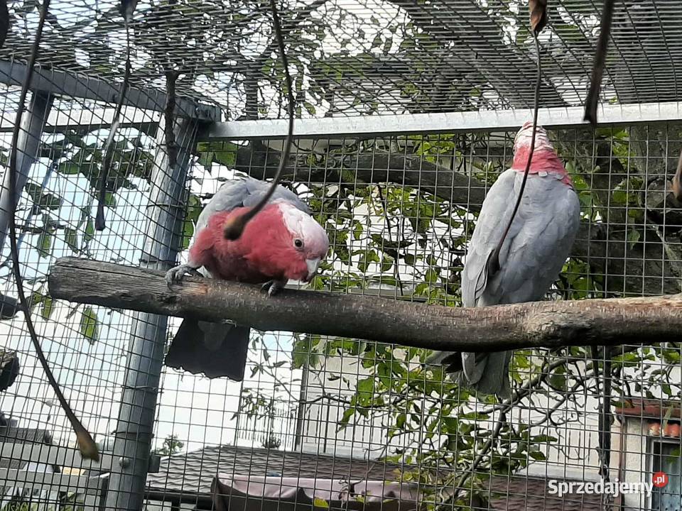 Kakadu różowe para 23r Ptaki małopolskie Skała