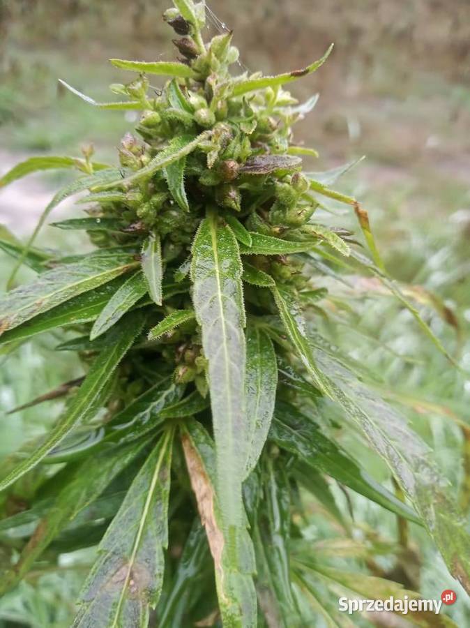 Susz konopny Herbata CBD NATURA 25G Ekologiczny Zduńska Wola