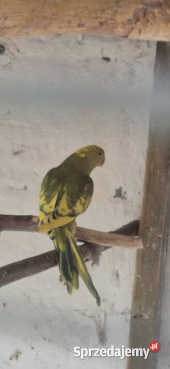 Aleksandrietty obrożne Mysłowice