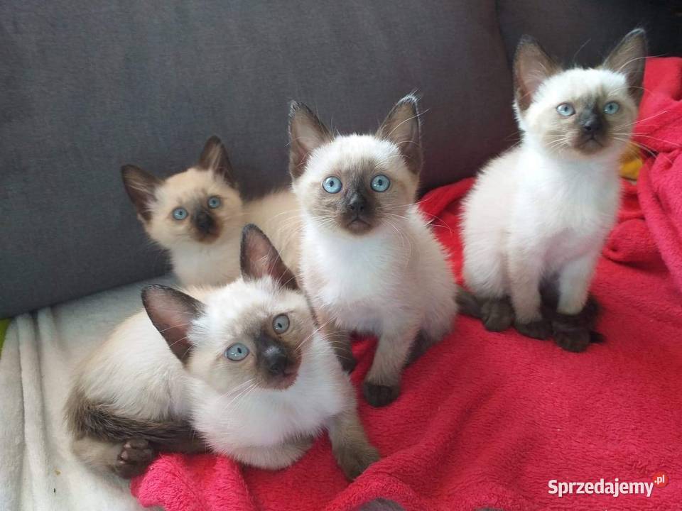 Reproduktor Syjamski Starego Gorzów Wielkopolski