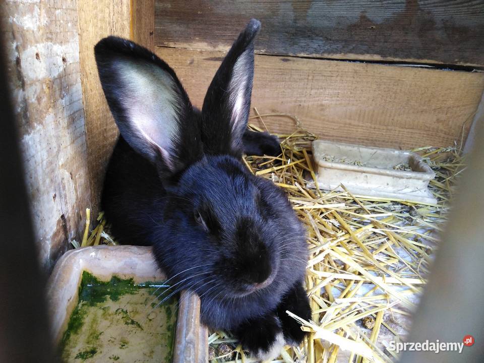 Srokacze Czarne Króliki Rasowe Samiczki i Samce Milejów