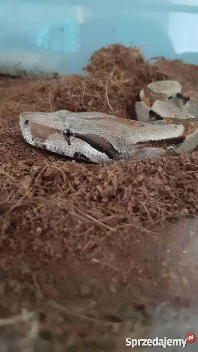 boa constrictor Wodzisław Śląski