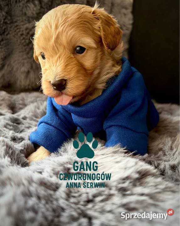 Maltipoo śliczny chłopiec Wadowice