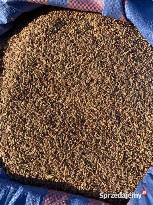 Sprzedam SeradelaSaladera wielkopolskie Sompolno