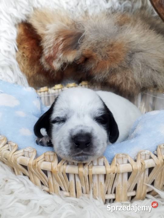 Szczenięta wyżle niemieckim Bircza sprzedam