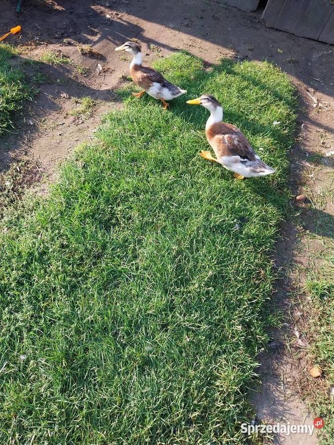 Kaczki staropolskie mix staropolskie khaki Grodzisk