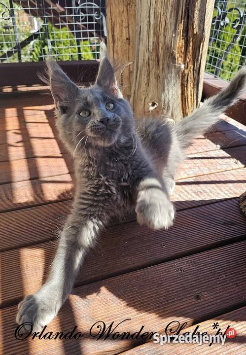 Niebieski Maine Coon FPL Gdańsk sprzedam