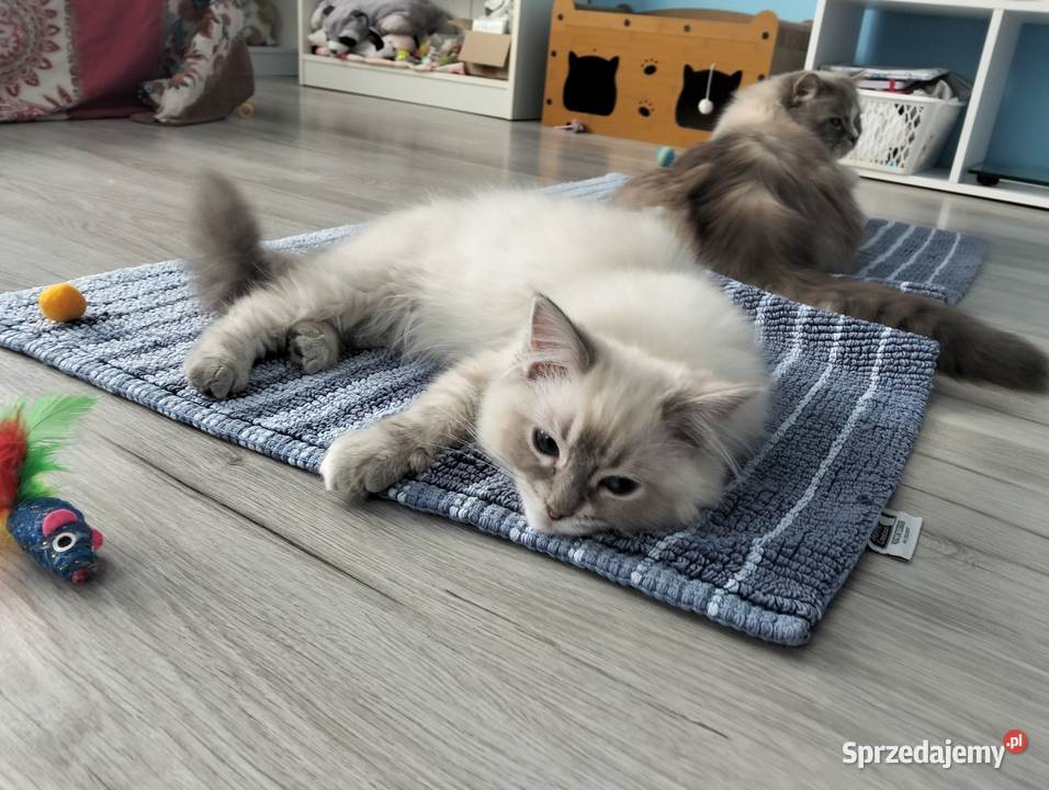 Wyjątkowy kocurek Blue Lynx wspaniałych Ragdoll Wrocław