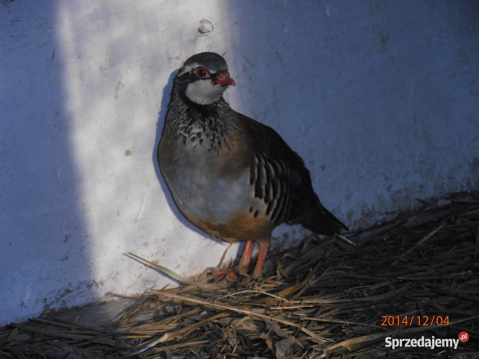 Kuropatwy czerwone sprzedam Ochaby Wielkie