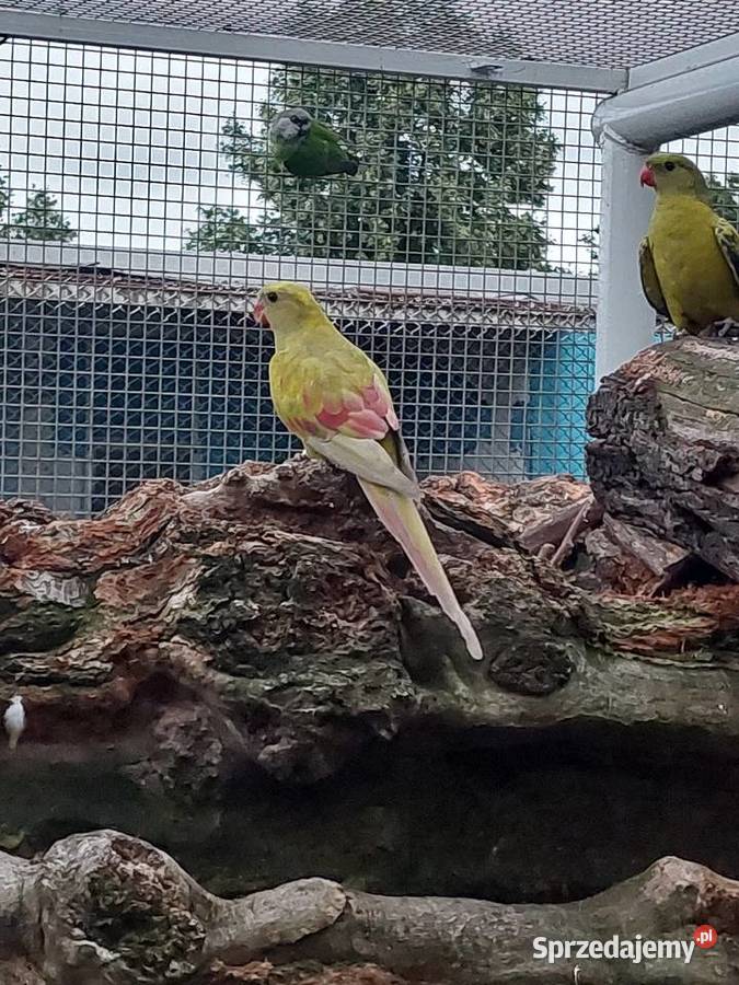 Samica Berg pastel Zwierzęta