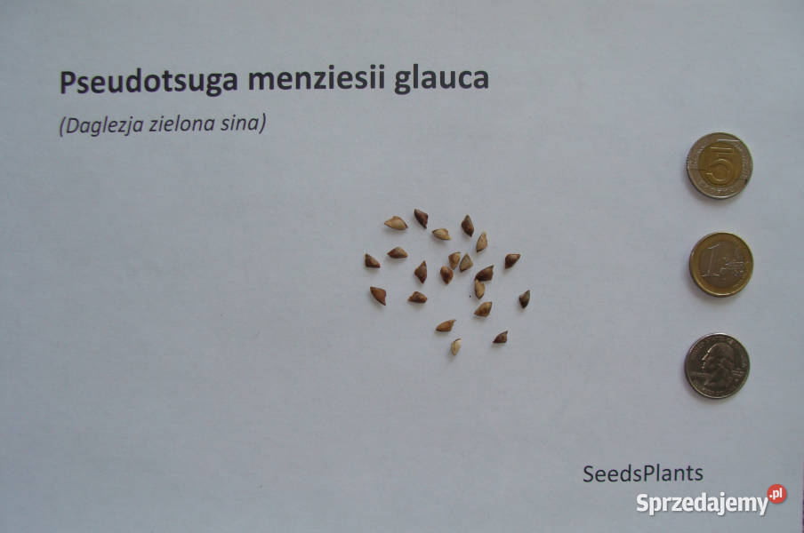 DAGLEZJA ZIELONA Pseudotsuga menziesii glauca
