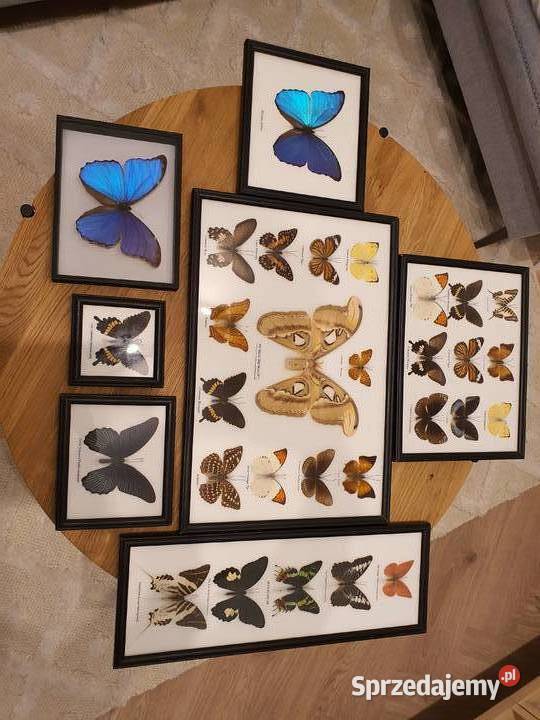 Kolekcja motyli w gablocie na sprzedaż