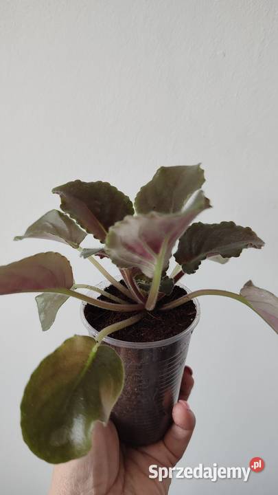 Sprzedam sadzonkę fiołka odmiany Kris sprzedam