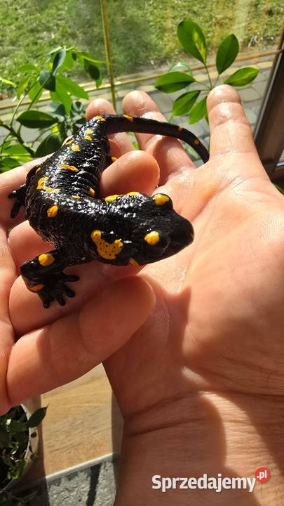 Gekon kameleon jaszczurka salamandra