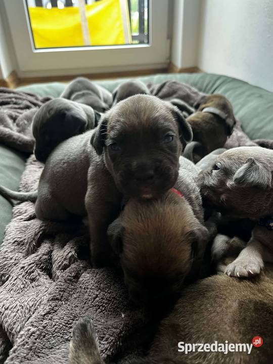 Szczeniaki Cane Corso Cane Corso Wiskitki