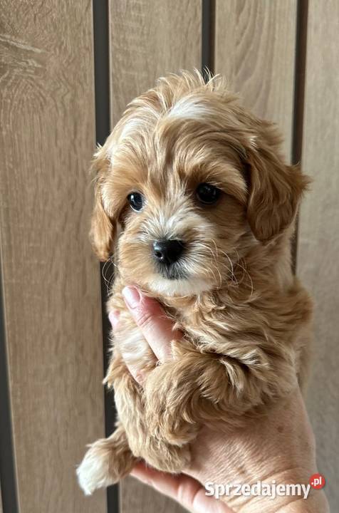 Pieski maltipoo kolor karmelowy dziewczynka