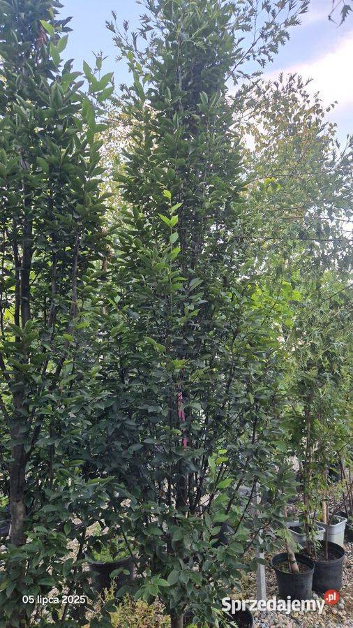 Grab Fastigiata Carpinus betulus obwód 1012 z sprzedam