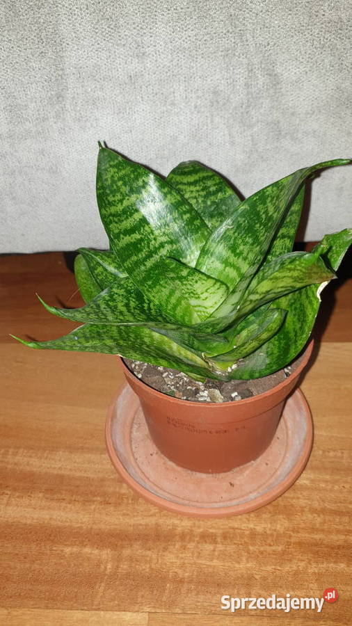 Sansewieria sansa niska kwiat rosnący Warszawa