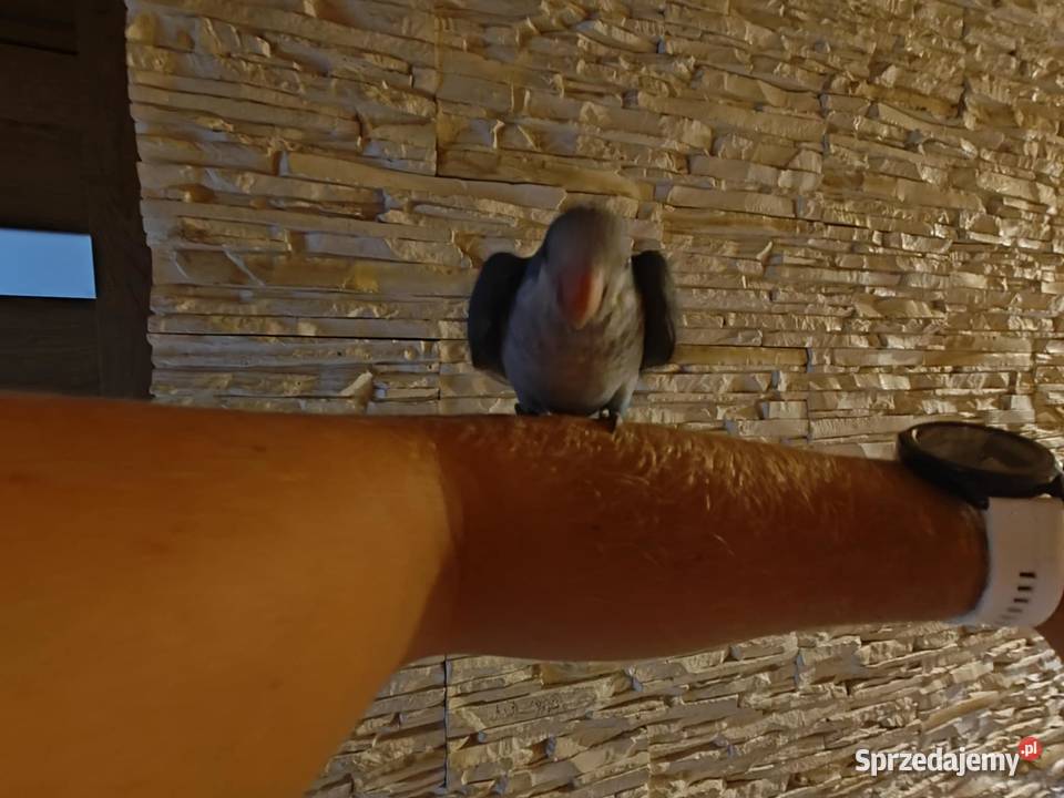 Do rezerwacji Mnichy nizinne nimfy ręcznie Koninko