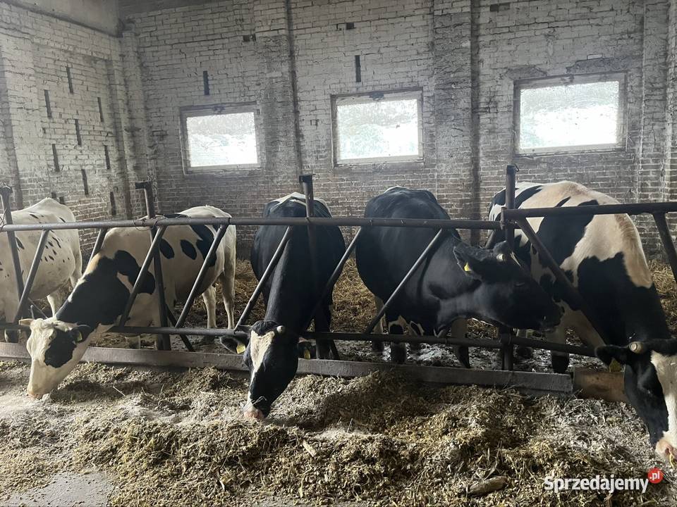 Jałówki wysokocielne