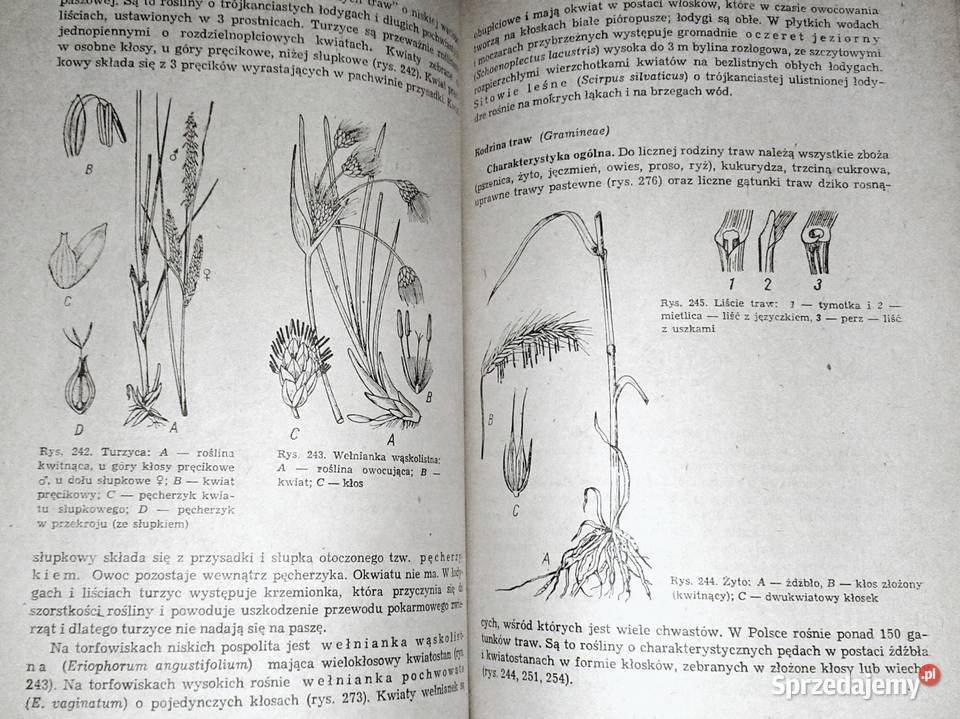 Botanika Jan Radomski Stanisław Tołpa Chełm sprzedam