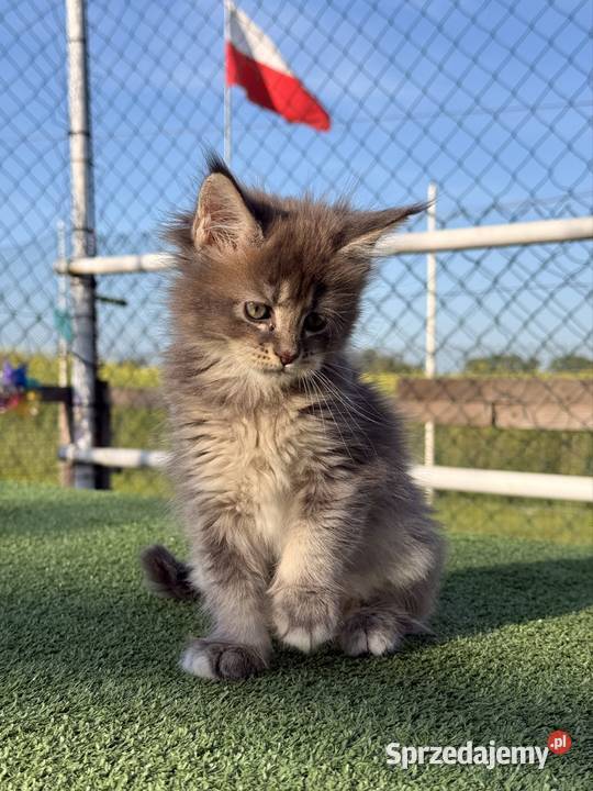 Przepiękne kocięta Maine Coon z rodowodem FPL