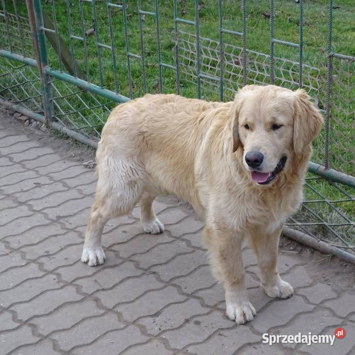 Golden retriever 7 miesięczne Przysucha