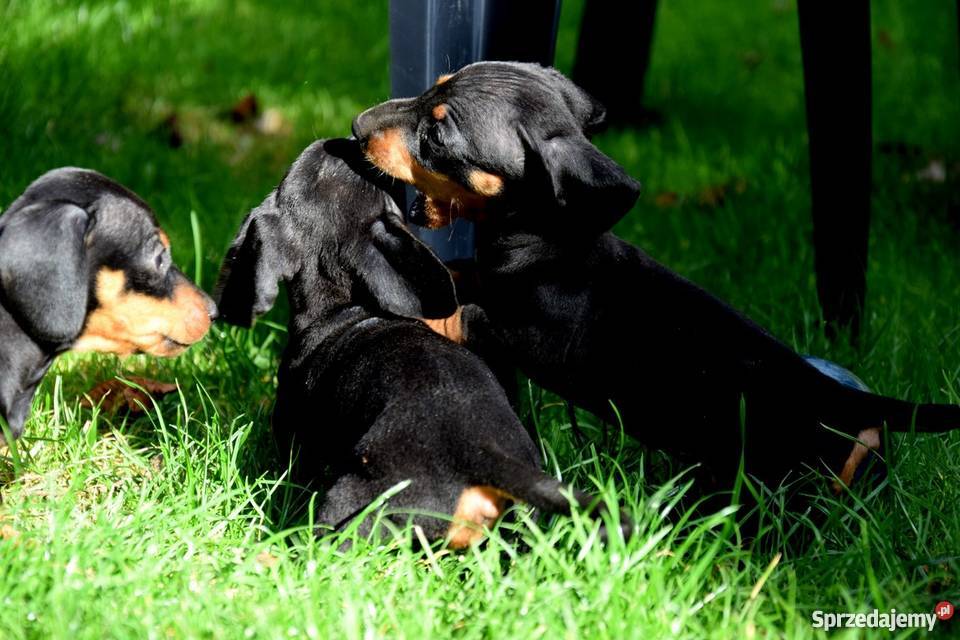Jamniki Szczeniaki PIĘKNE Jamnik Tuczępy