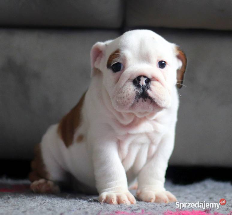 Buldog angielski suczka