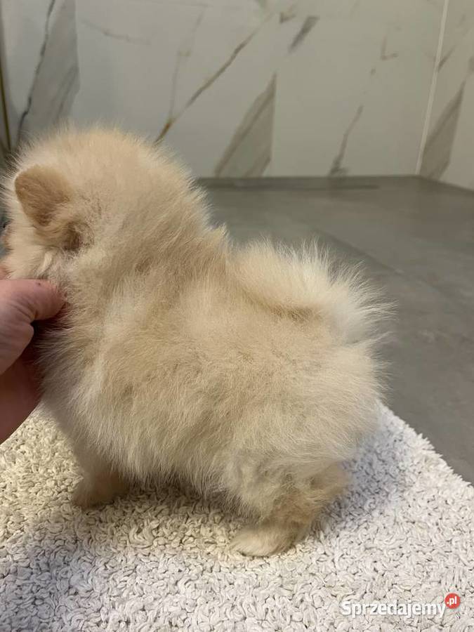 Suczka Pomeranian Szpic miniaturowy malutka Środa Wielkopolska