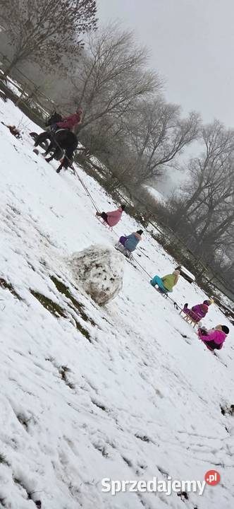 Sprzedam karego wałacha PKZ około 160 Oleśnica sprzedam