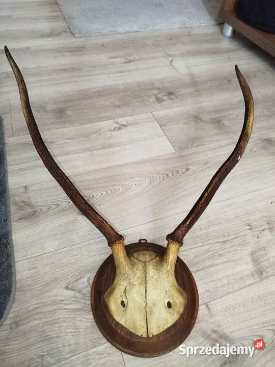 Poroże Jelenia Trofeum mazowieckie