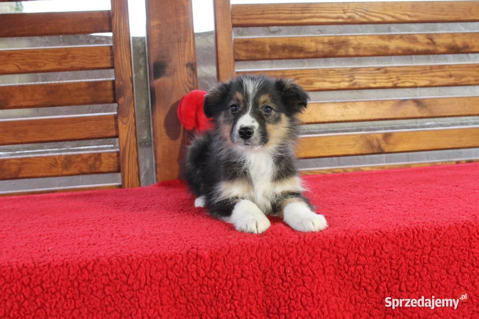 Border collie Tricolor Pozostałe Radwan