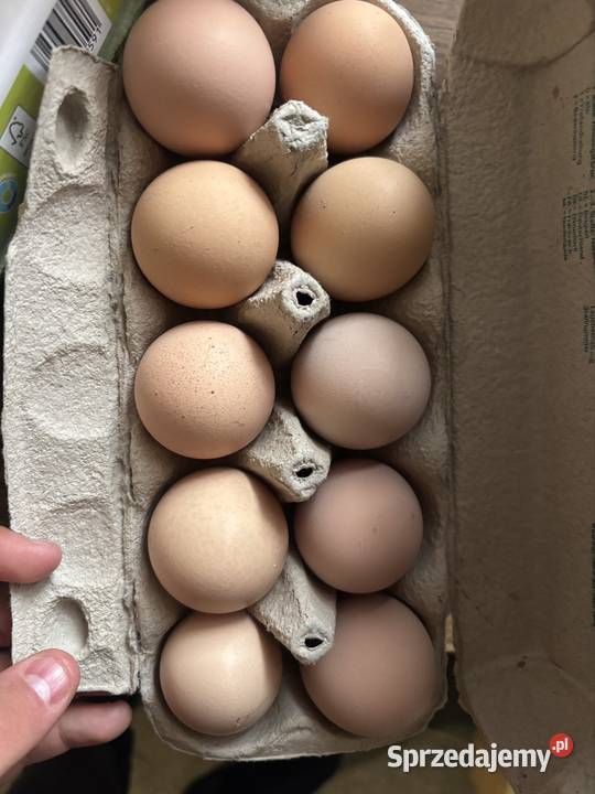 Jaja kurze z wolnego wybiegu Uchanie