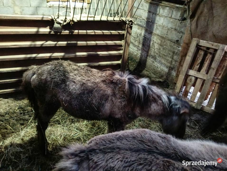 Sprzedam 3 koniki polskie małopolskie Wola Radłowska