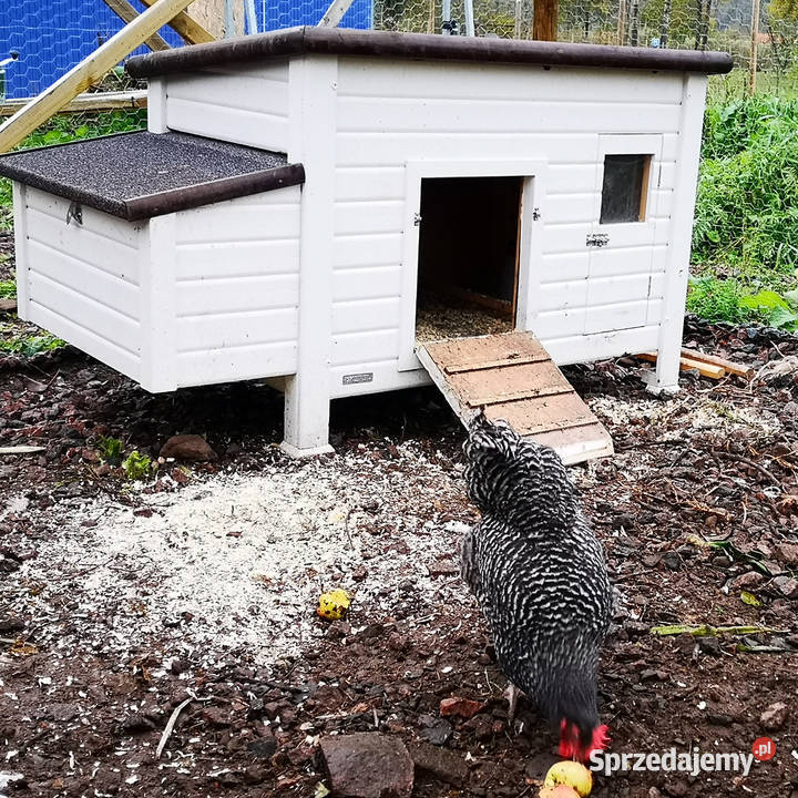 Kurnik kur z regulacją temperatury Kellfri Super Kraśnik