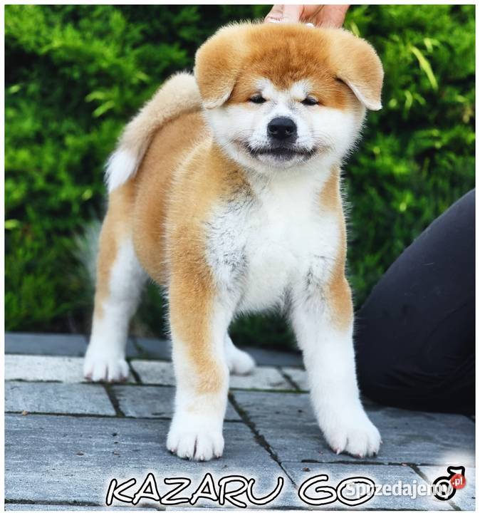 Akita Inu ZKwPFCI Grybów sprzedam