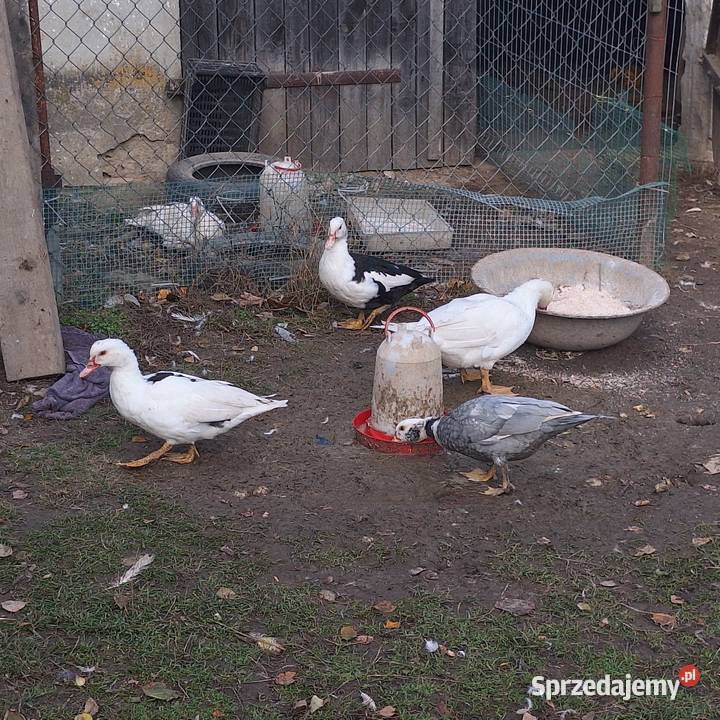 Sprzedam kaczki Stara Wieś-Stasin