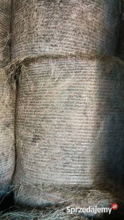 Sprzedam bele siana Rolnictwo Pogranicze